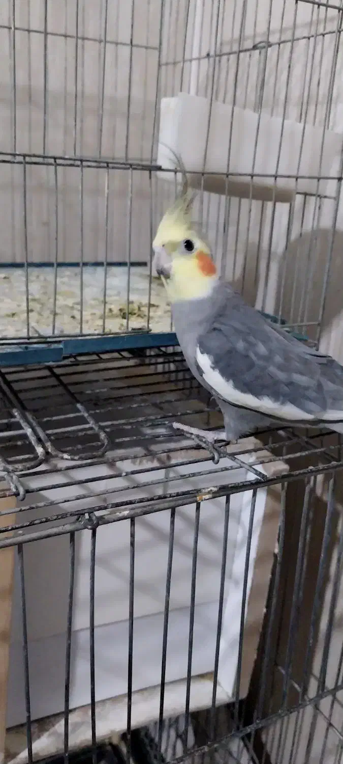 عروس هلندی یه جفت مولد با یه جوجه|پرنده|پاکدشت, پاکدشت (مامازند)|دیوار