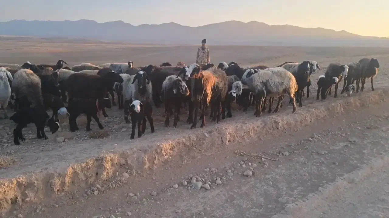 میش گوسفند بره دار جوان شال سالم|حیوانات مزرعه|آبگرم, |دیوار