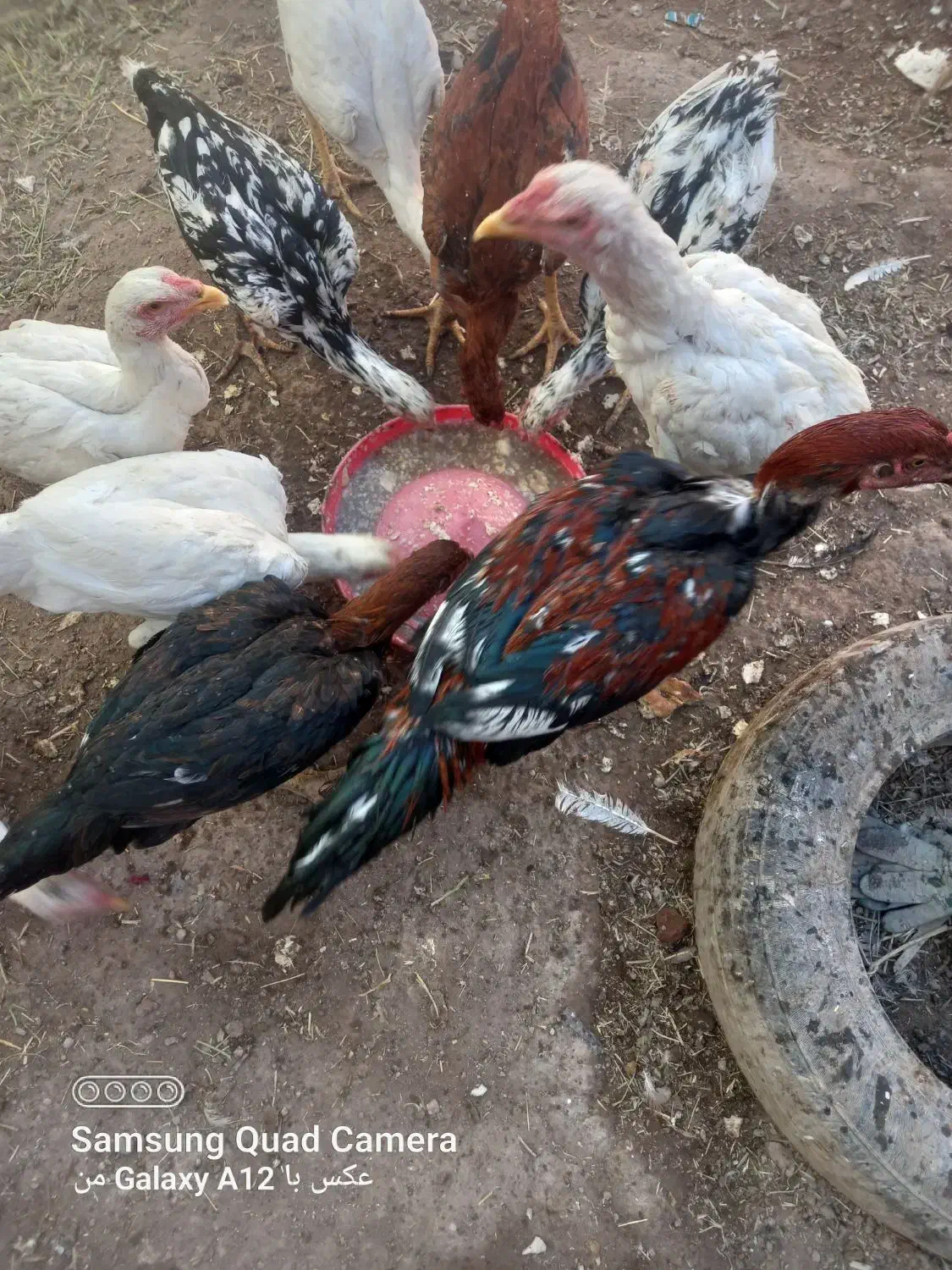 لاری اصیل|حیوانات مزرعه|میانه, |دیوار