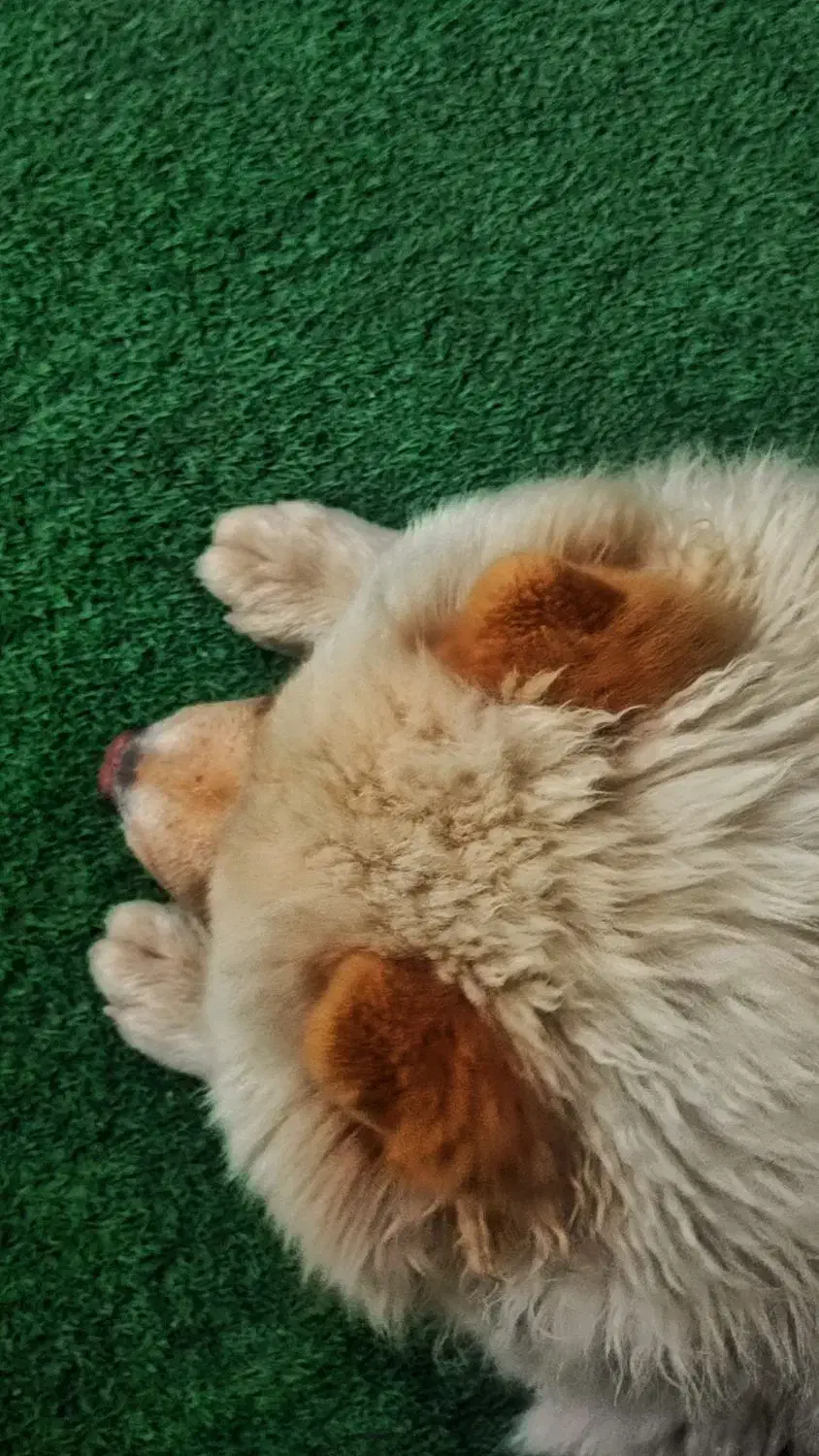 سگ چاوچاو اصیل|سگ|ساری, |دیوار