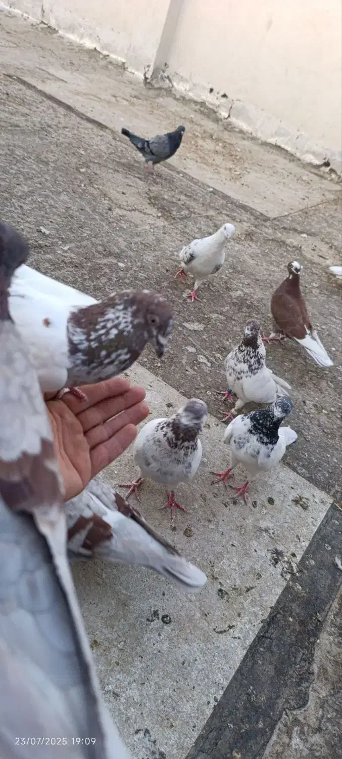 کفتر جوجه باخ رفته|پرنده|ملایر, |دیوار