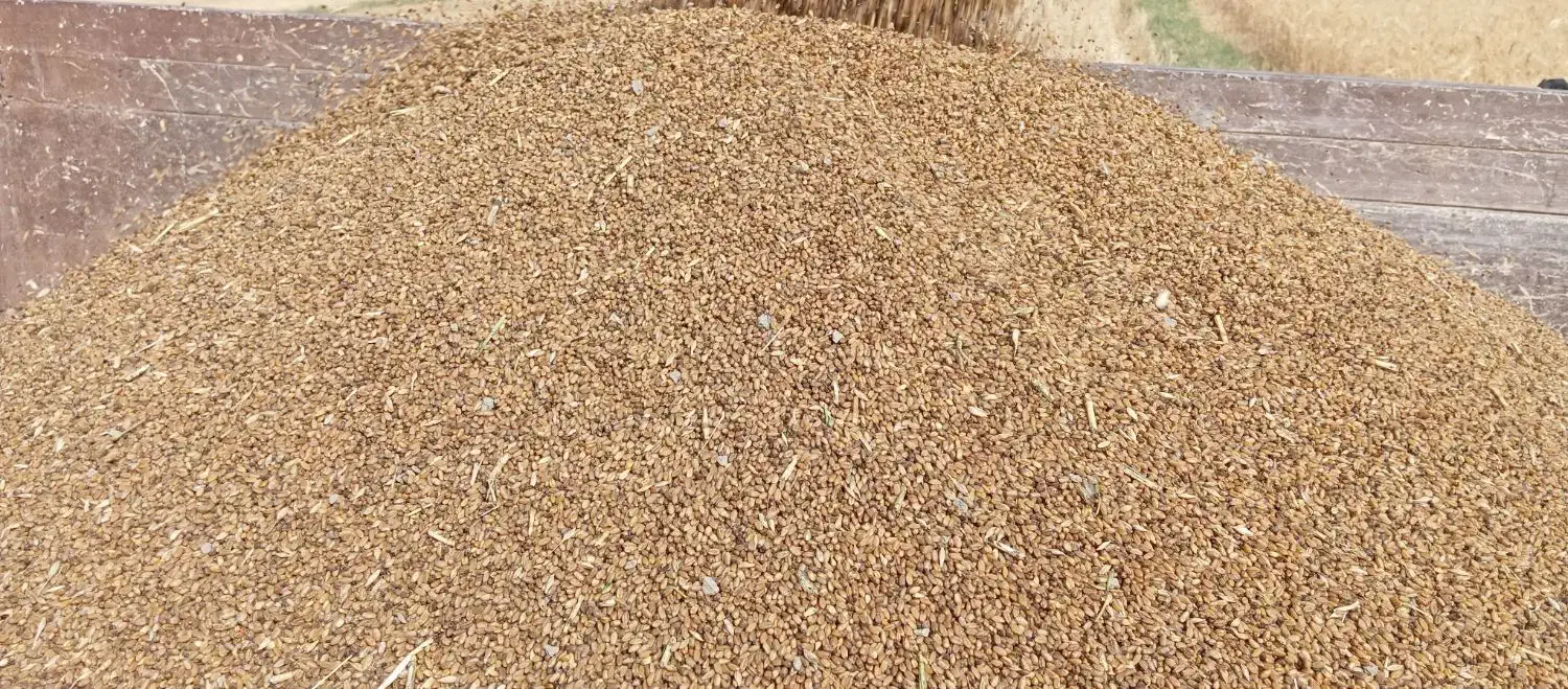 فروش گندم بذری مهرگان|گل و گیاه طبیعی|رامهرمز, |دیوار