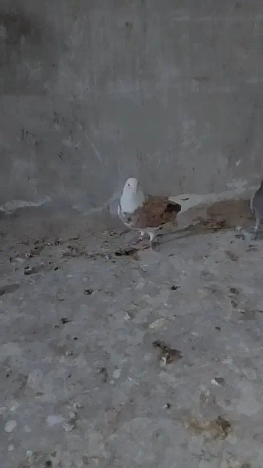 کفتر پشت سرور زرد وخوشرنگ سیاه  ماده|پرنده|شیراز, دودمان|دیوار