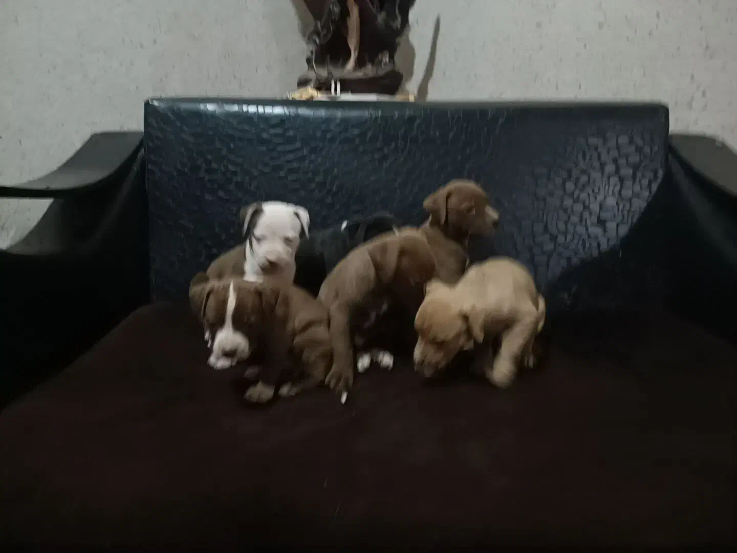 توله پیت بول اصیل|سگ|تهران, خانیآباد|دیوار