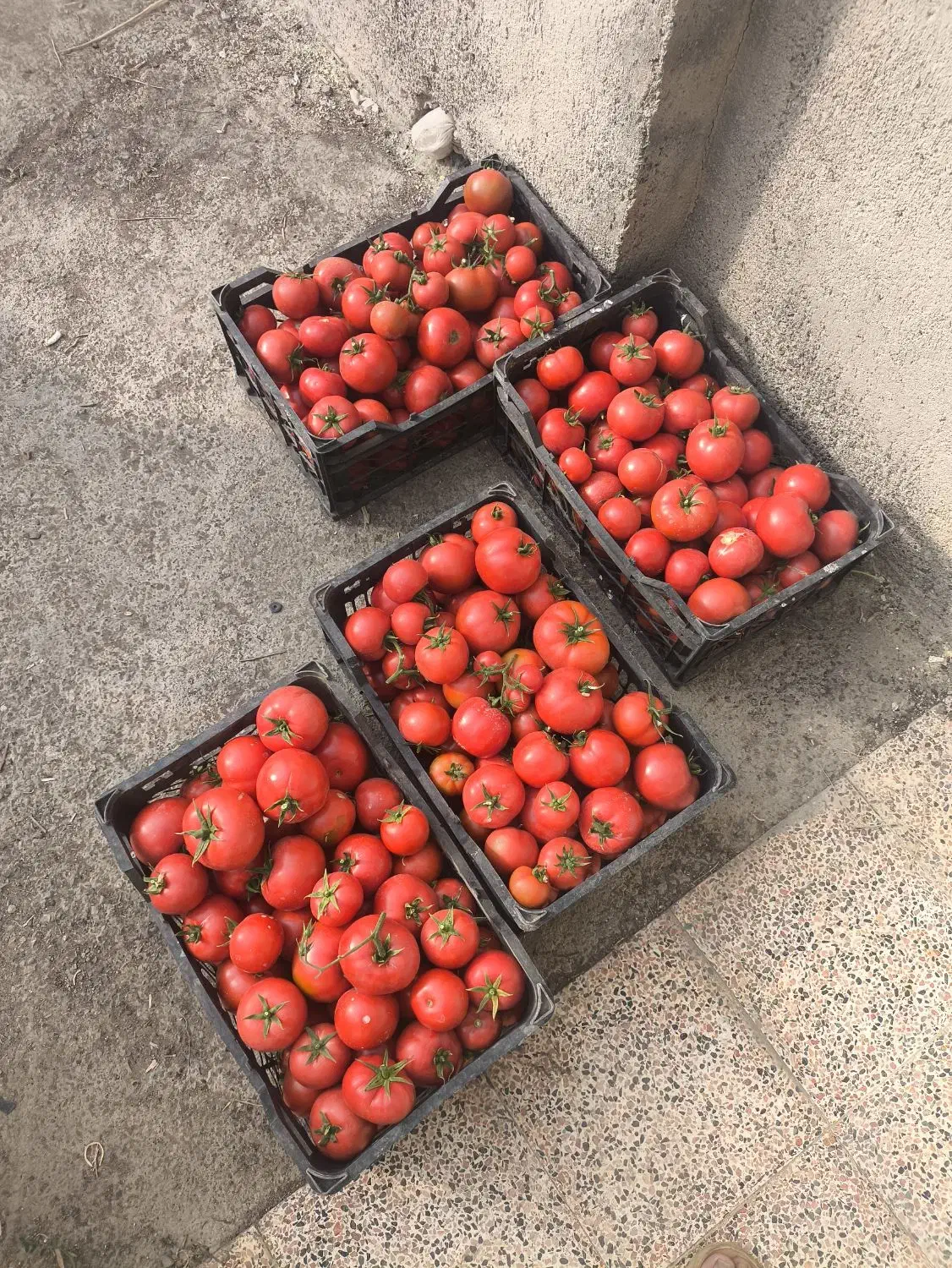 گوجه گلخانه ای|خوردنی و آشامیدنی|شبستر, |دیوار