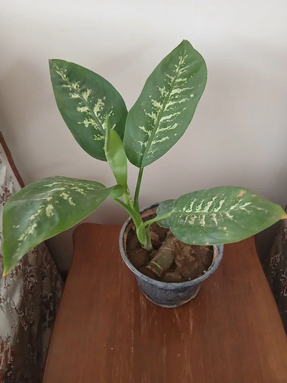 انجیری و پتوس و...|گل و گیاه طبیعی|مراغه, |دیوار