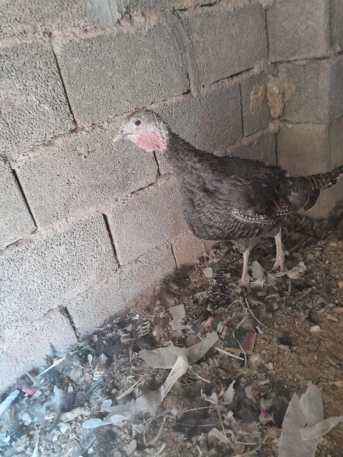 بوقلمون ماده نژاد دار|حیوانات مزرعه|رفسنجان, |دیوار