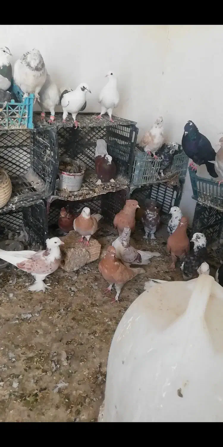 معاوضه کفتر طوقی سرور هما با گوشی یا بره بزغاله|پرنده|شهریار, شهرک امیریه|دیوار