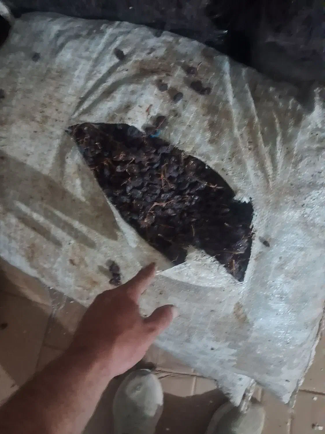 کشمش ومویز درجه یک ۱۶۰هزار|عمده‌فروشی|میانه, |دیوار