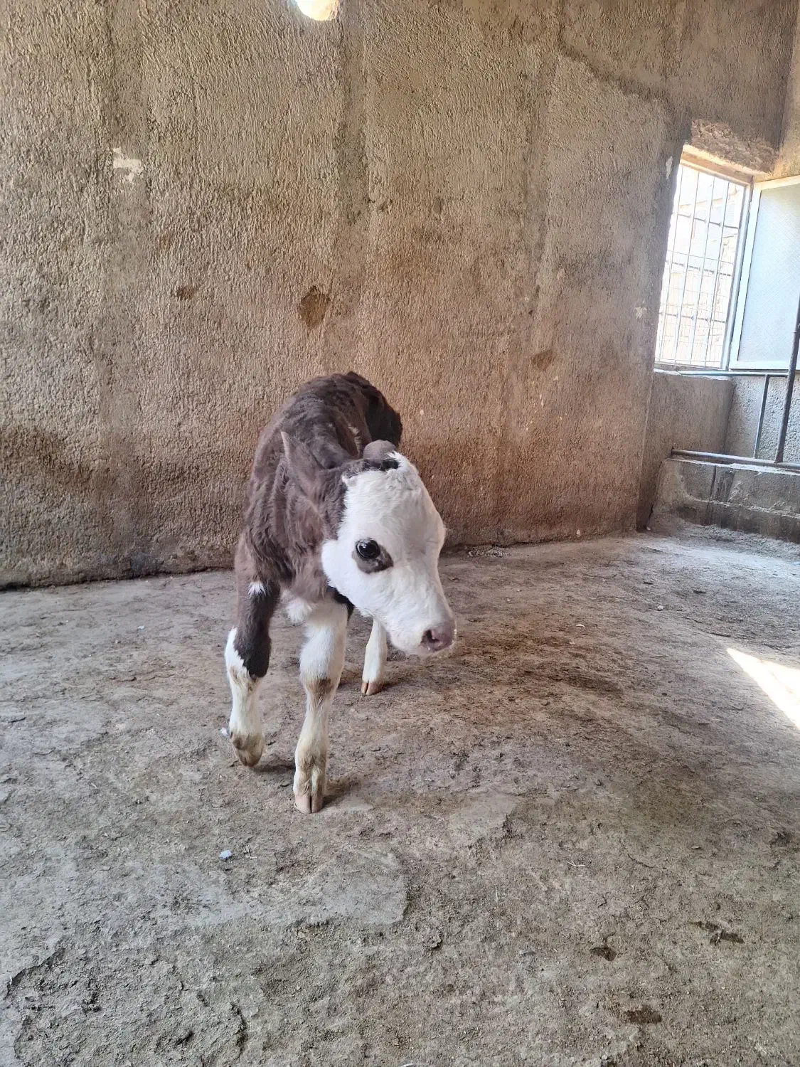 گوساله ماده سیمینتال|حیوانات مزرعه|پاکدشت, پاکدشت (مامازند)|دیوار