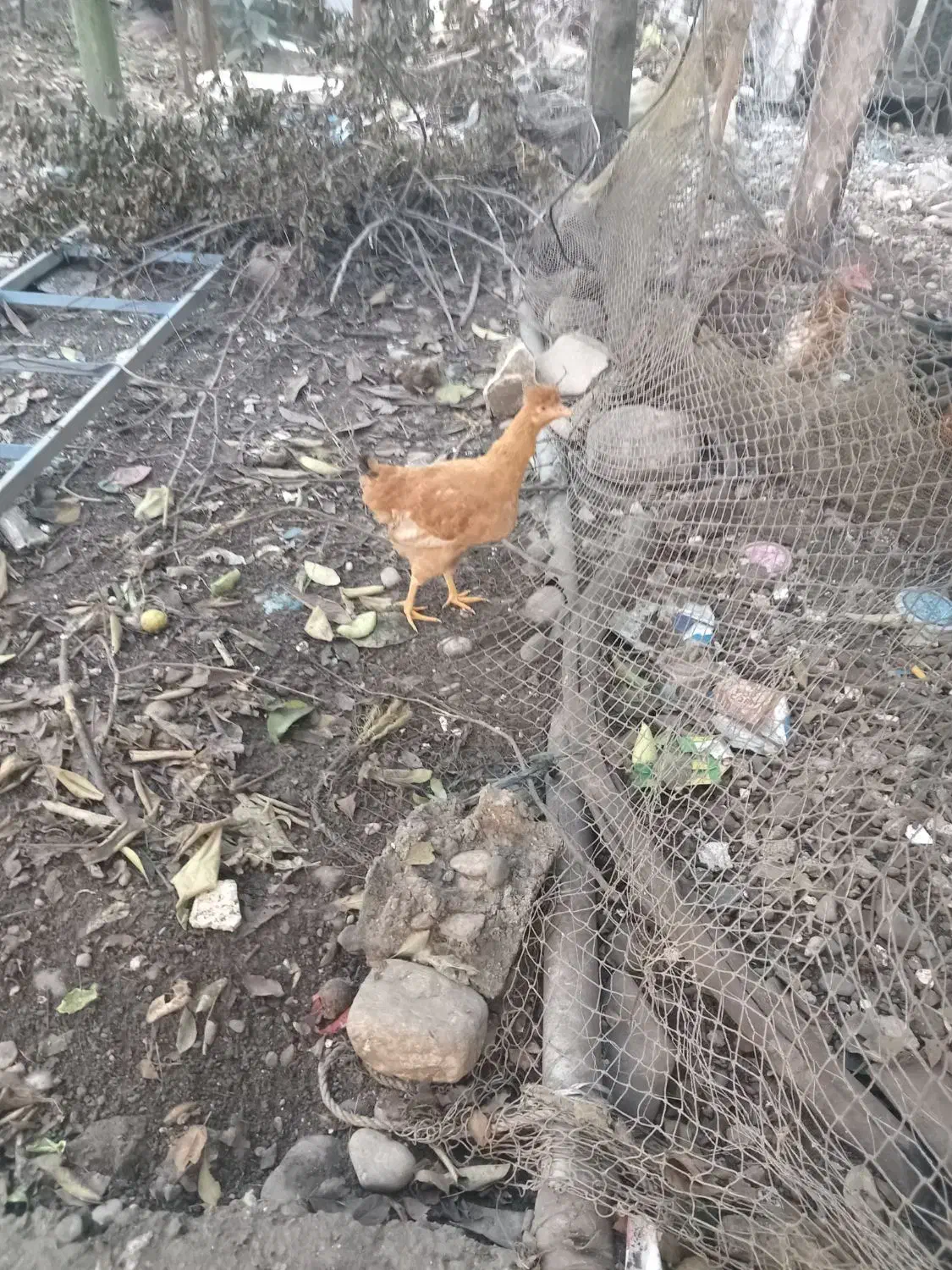 مرغ و خروس سالم|حیوانات مزرعه|شاندرمن, |دیوار