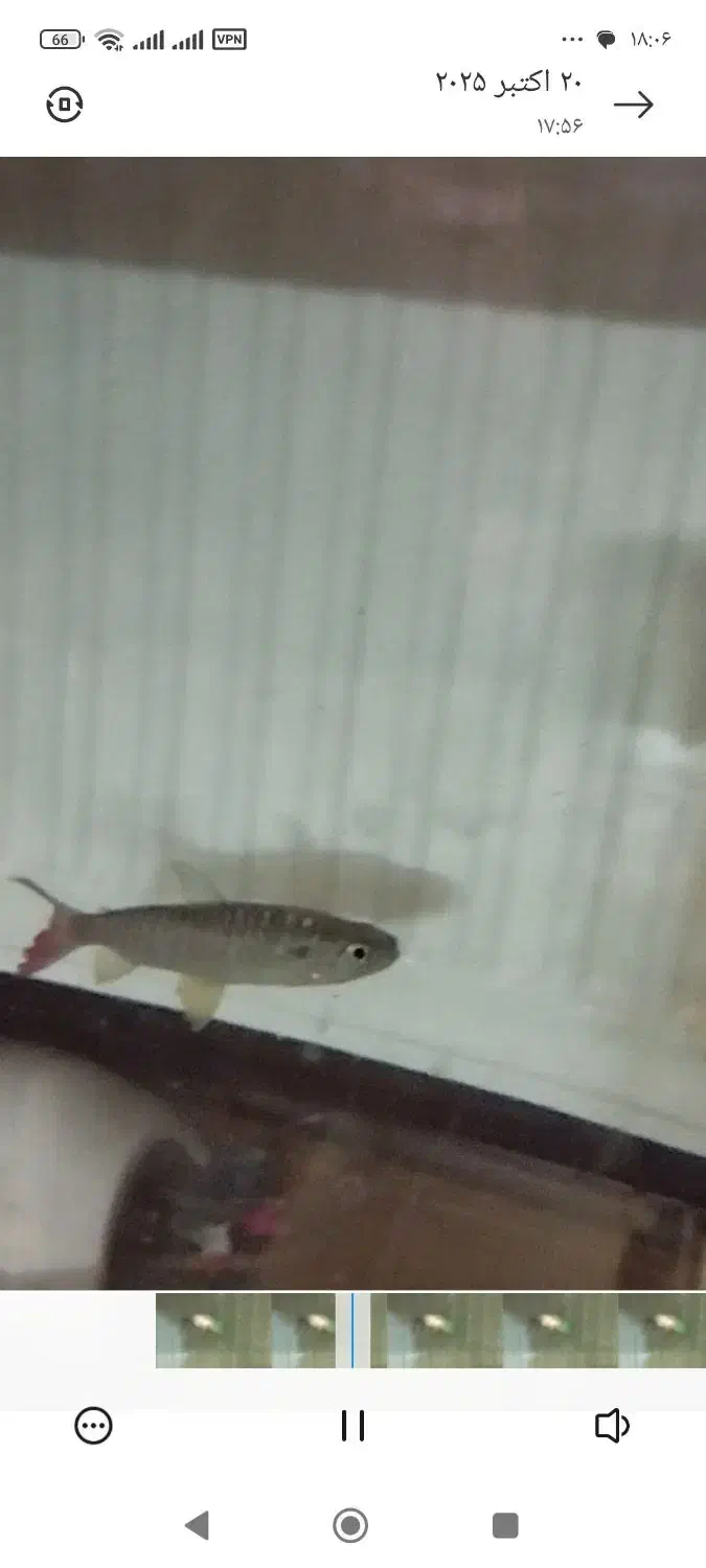 ماهی پینگ تیل|ماهی|شهرضا, |دیوار