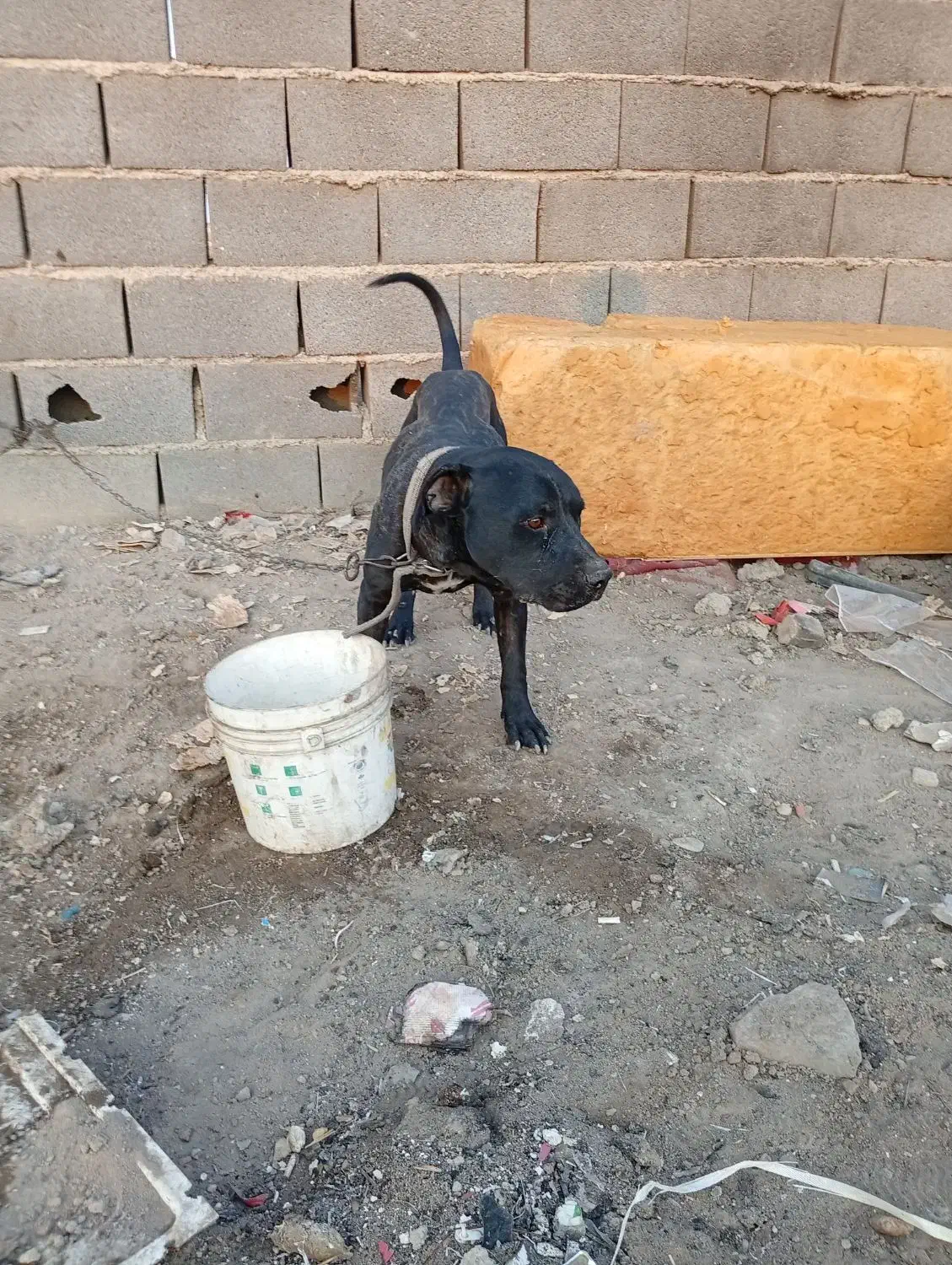 سگ پیتبول نر|سگ|اصفهان, قهجاورستان|دیوار