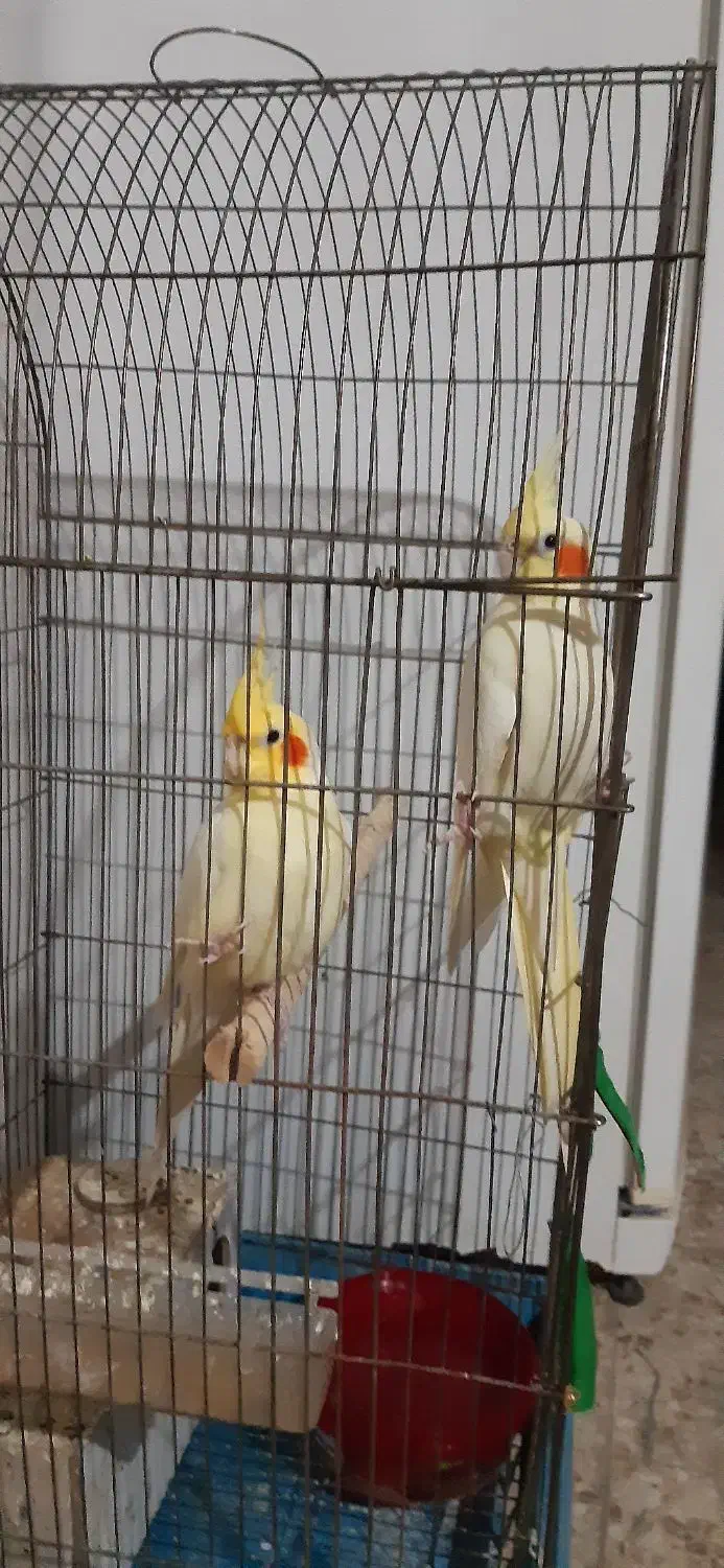 عروس هلندی|پرنده|شوشتر, |دیوار