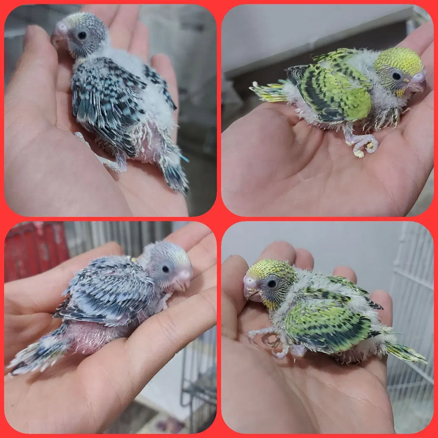 مرغ عشق سرلاکی|پرنده|کرمان, |دیوار