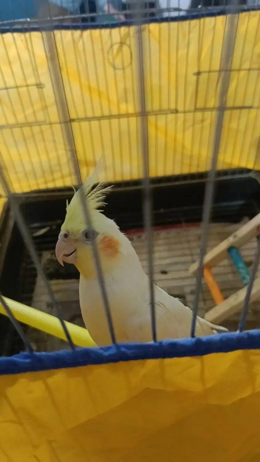 دو عدد طوطی گمشده|پرنده|سنندج, |دیوار