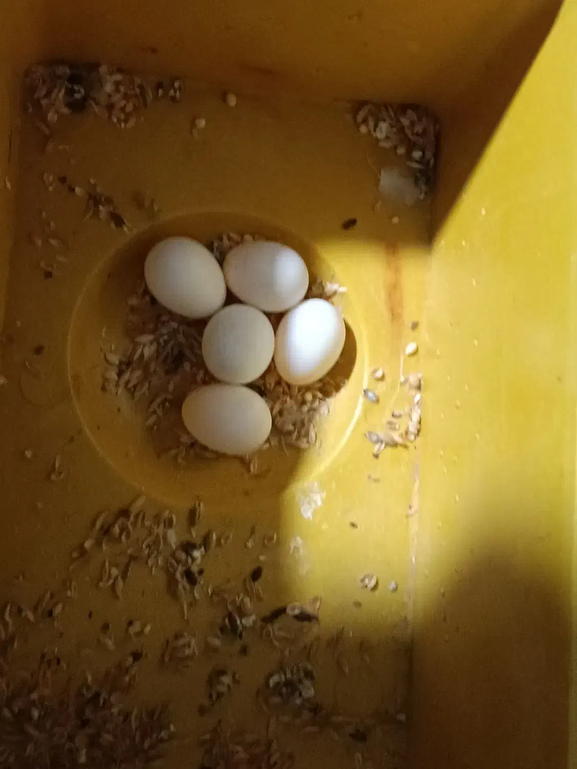 مرغ عشق 5تخم|پرنده|بردسکن, |دیوار