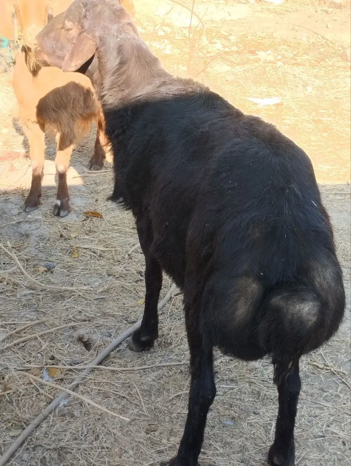 بره قوچ ، بز گوسفند|حیوانات مزرعه|آبیک, |دیوار