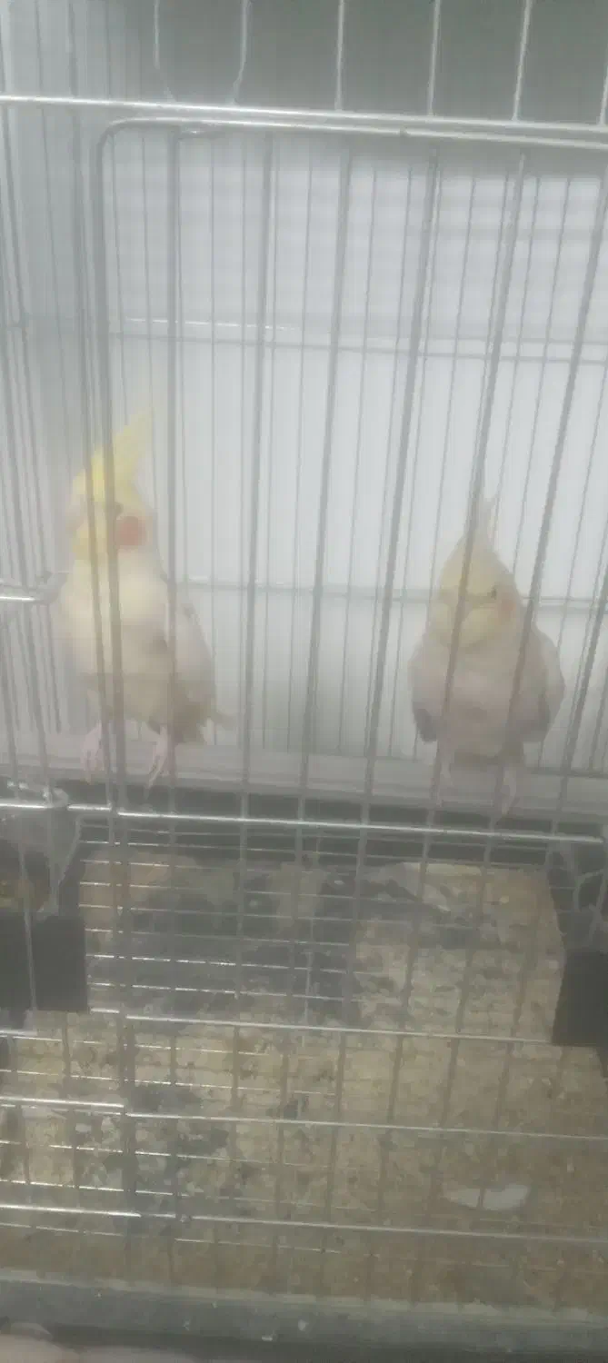 عروس هلندی|پرنده|ابهر, |دیوار