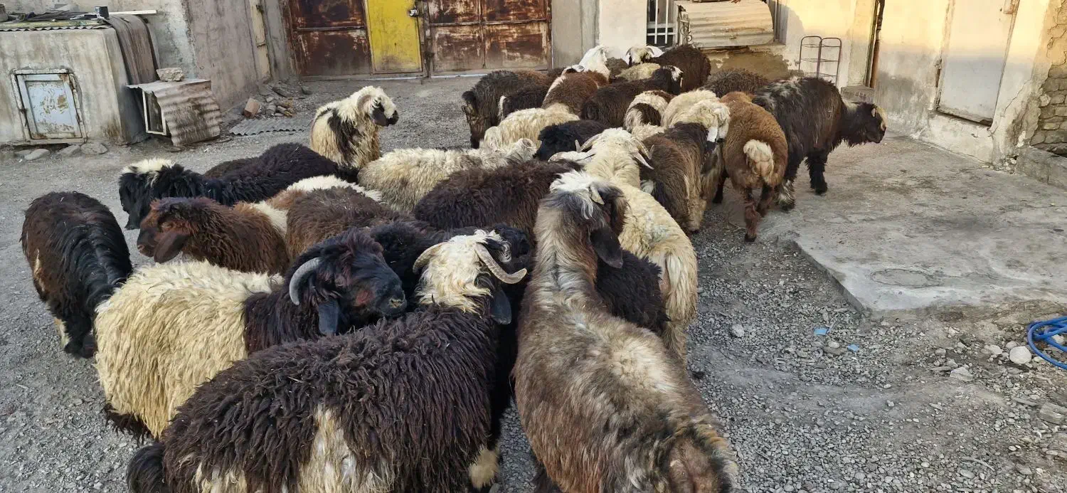 فروش تعدادی بره نر|حیوانات مزرعه|اهواز, کوی آغاجاری|دیوار