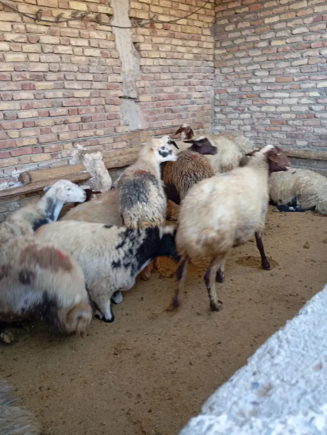 میش چاق برای داشت و کشتار|حیوانات مزرعه|پیر سلیمان, |دیوار