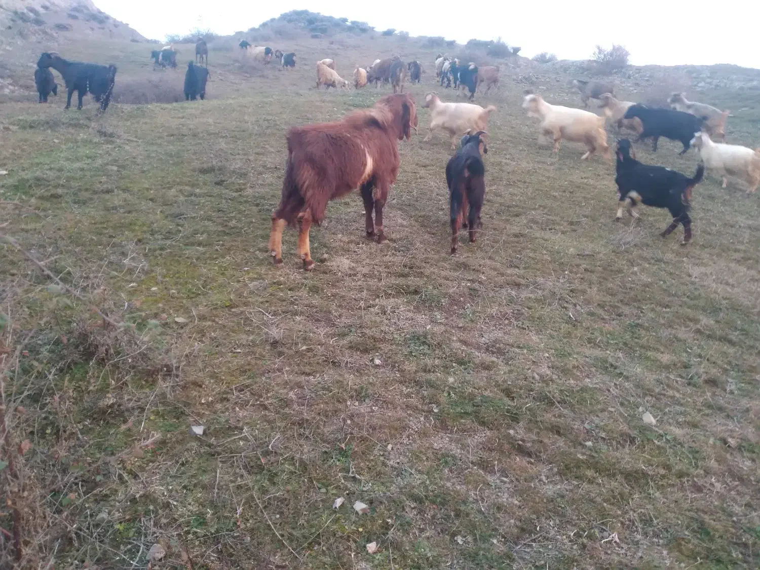 نر جوان عراقی|حیوانات مزرعه|اهر, |دیوار