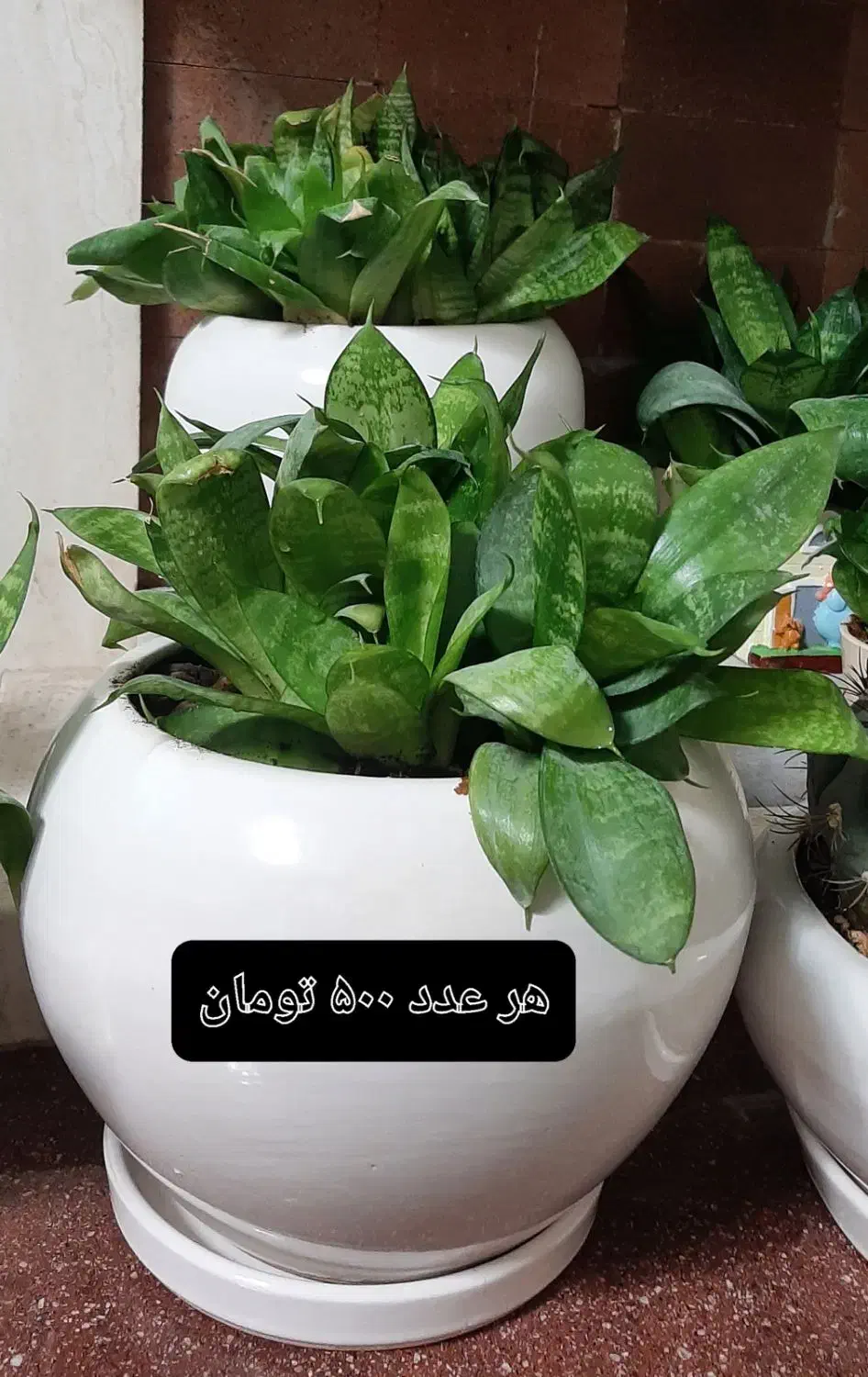 گل طبیعی|گل و گیاه طبیعی|شیراز, ترمینال باربری|دیوار