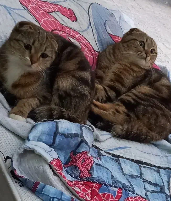 نگهداری شبانه روزی سگ و گربه در منزل|خدمات پیشه و مهارت|اصفهان, خانه اصفهان|دیوار