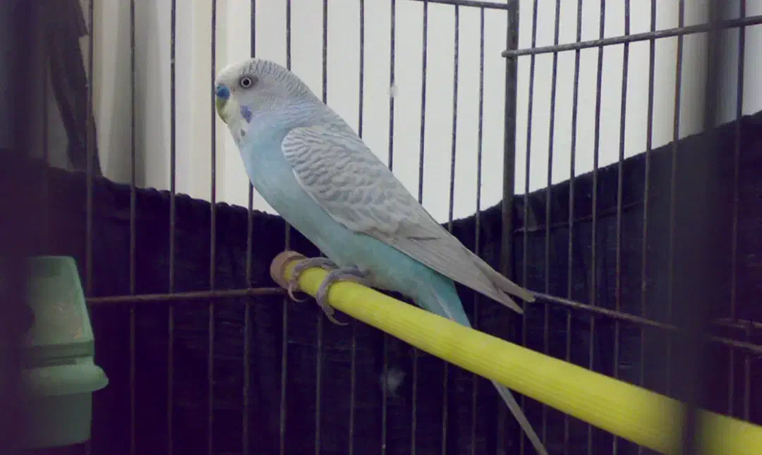 مرغ عشق ها همه سالم وسرحال جفت ۵۰۰|پرنده|قشم, |دیوار