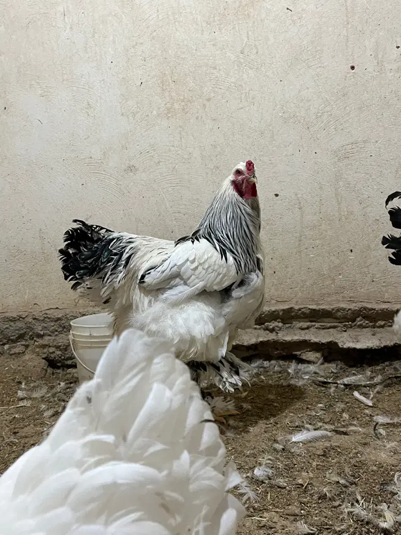 تخم نطفه دار برهما لایت|حیوانات مزرعه|خمینیشهر, |دیوار