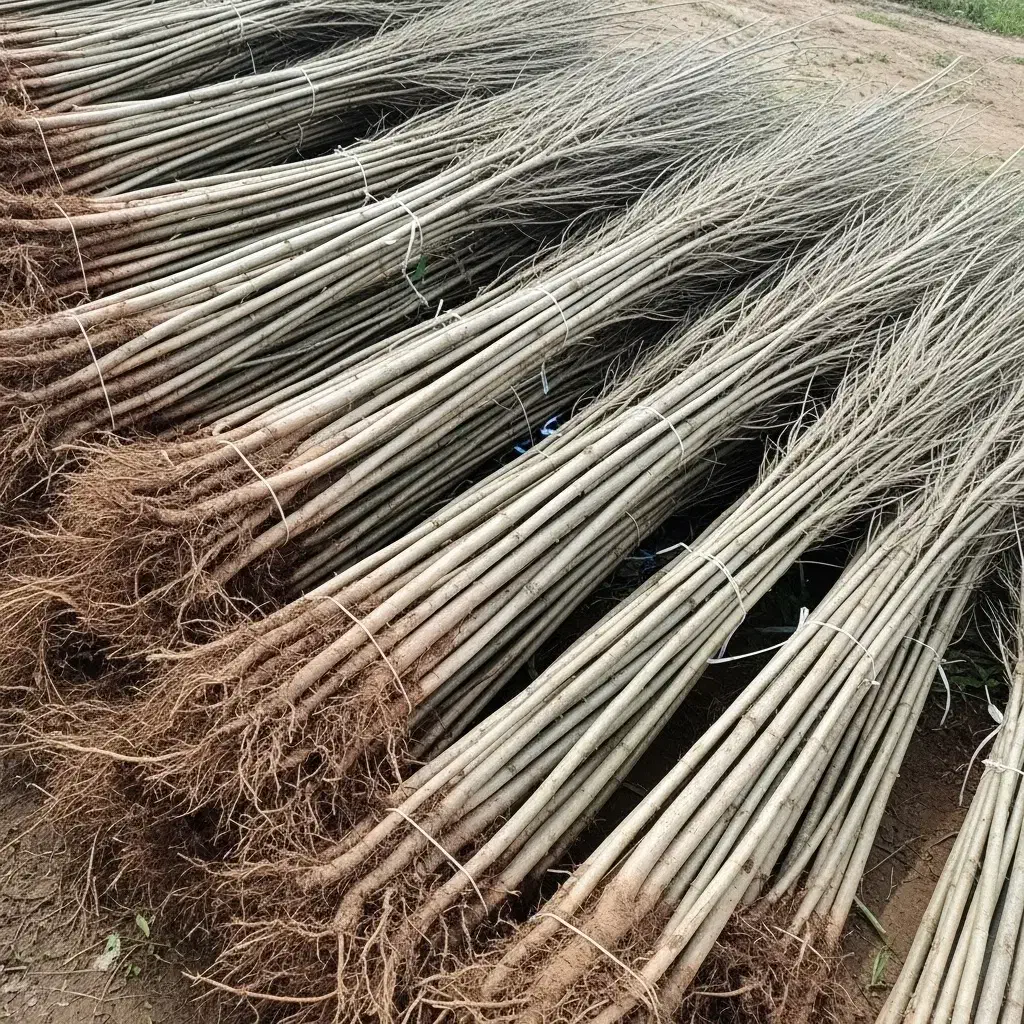 نهال نیگرا ترکیه سریع الرشد|حراج|بناب, |دیوار