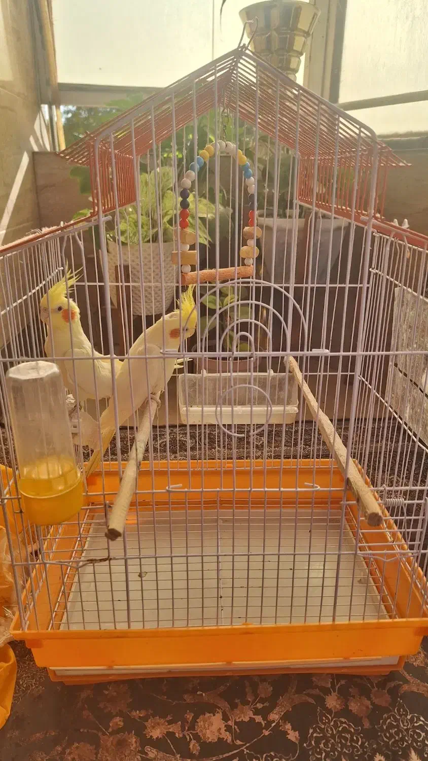 دو عدد پرنده عروس هلندی با قفس و لانه چوبی|پرنده|قائم‌شهر, |دیوار