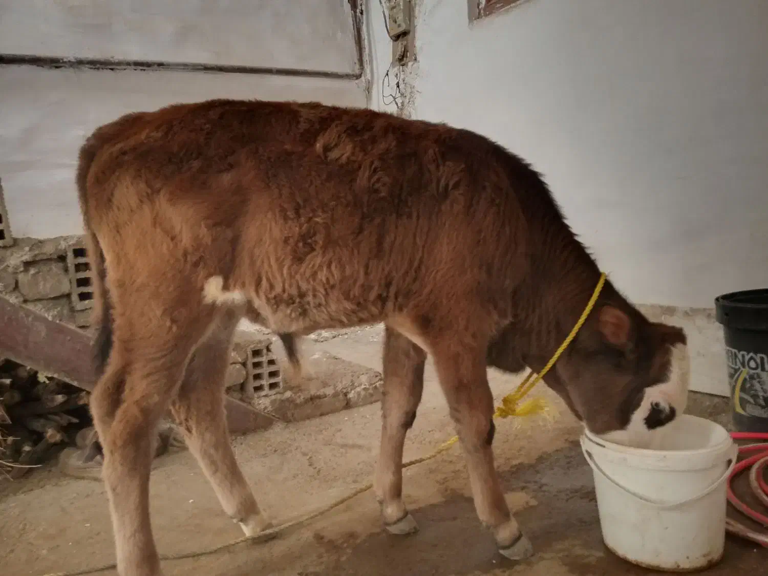 دو عدد گوساله جنس نر|حیوانات مزرعه|کوهدشت, |دیوار