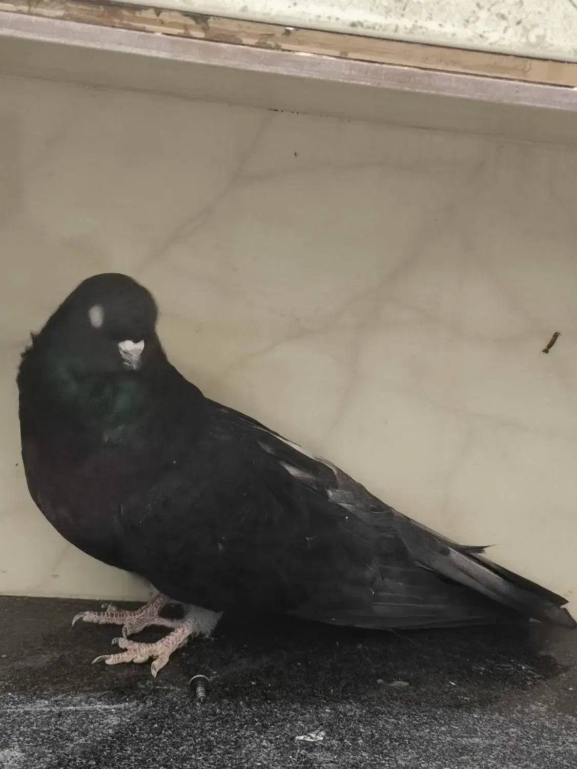 ماده قهوه ای آبادانی نر نوک ریز درشت و نوک کوتاه|پرنده|بردسیر, |دیوار