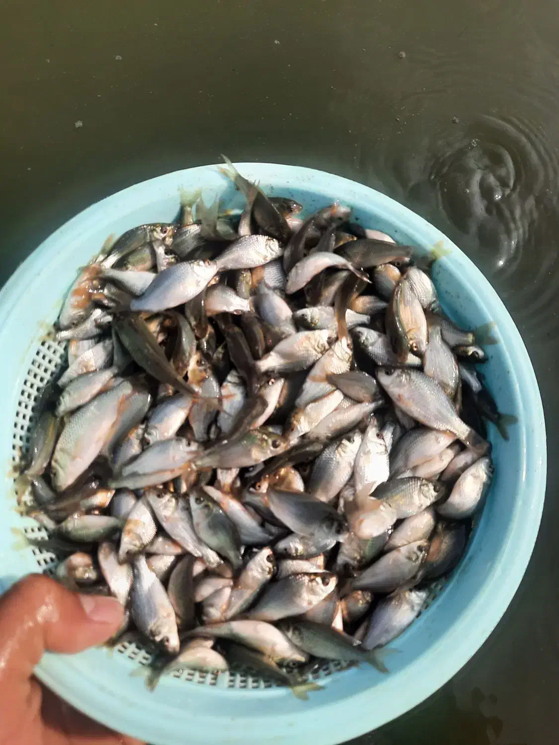 ماهی کپور|ماهی|اصفهان, باتون|دیوار