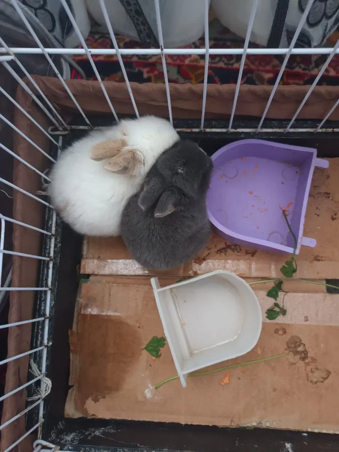 خرگوش لوپ بچه|موش و خرگوش|صوفیان, |دیوار