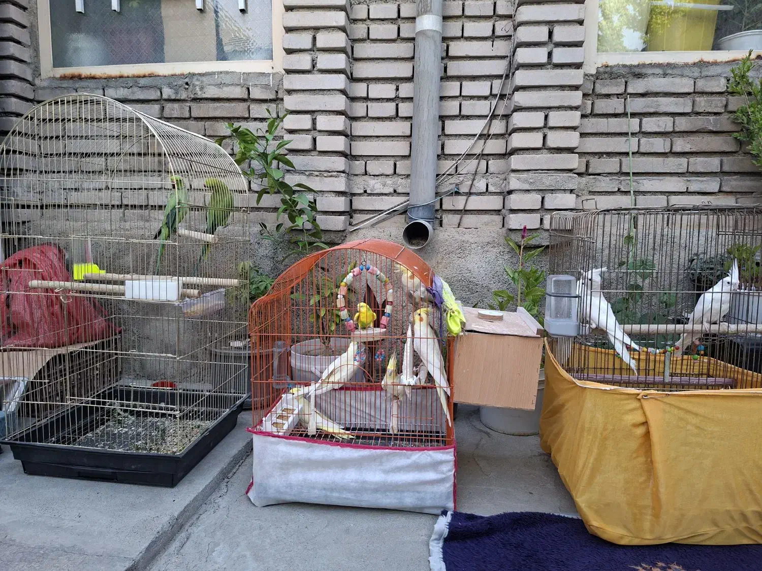 عروس هلندی طوطی برزیلی مرغ عشق|پرنده|نقده, |دیوار