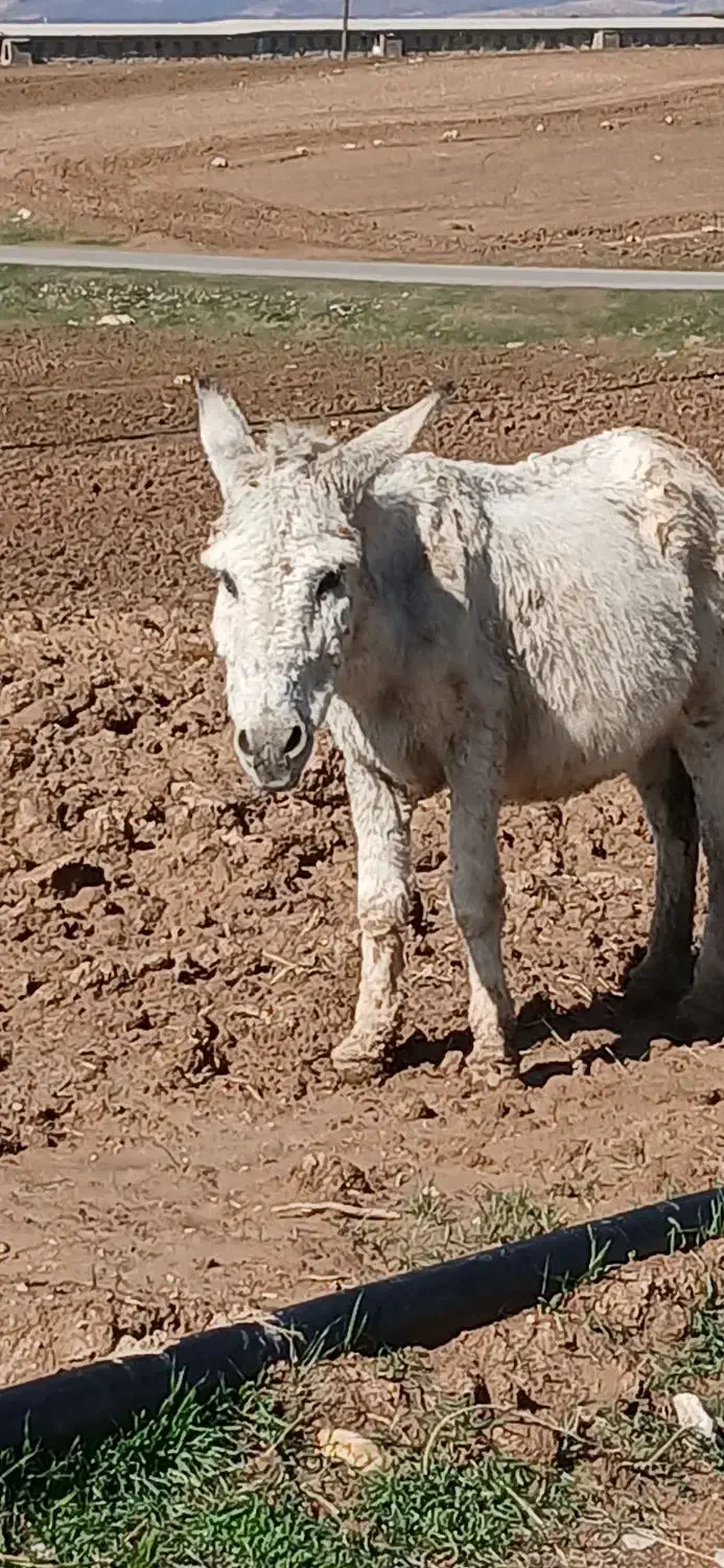 خر نر|حیوانات مزرعه|کوهدشت, |دیوار