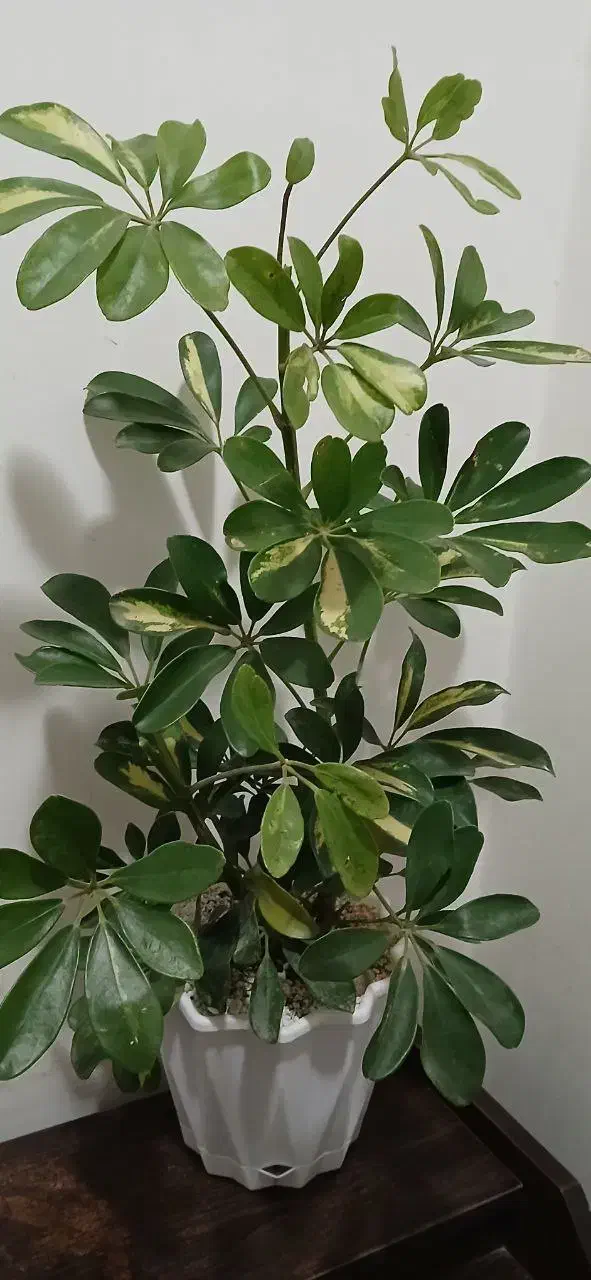 گل طبیعی|گل و گیاه طبیعی|مشهد, هنرور|دیوار