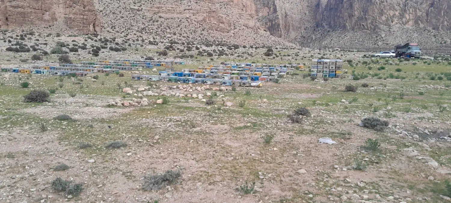 زنبور عسل ۵ -۶-۷قاب|حیوانات مزرعه|ششده و قره بلاغ, |دیوار