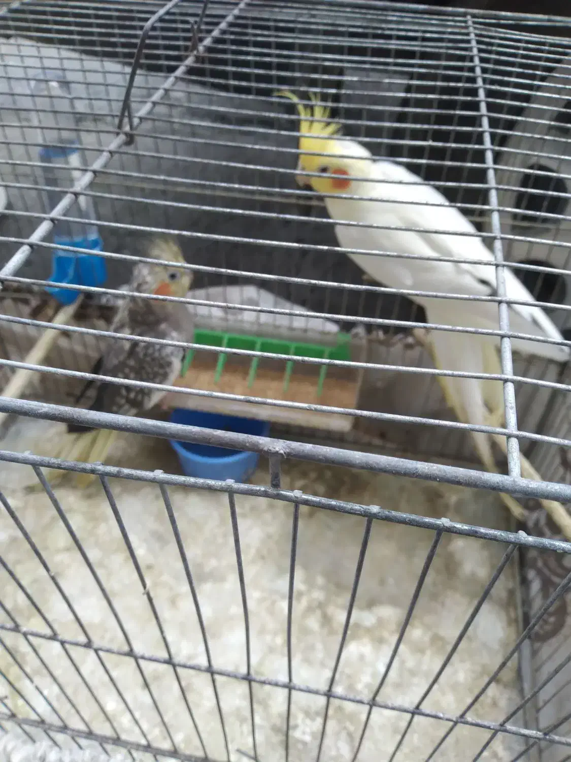 عروس هلندی  جفت خورده باتخم|پرنده|رشت, رودباری|دیوار