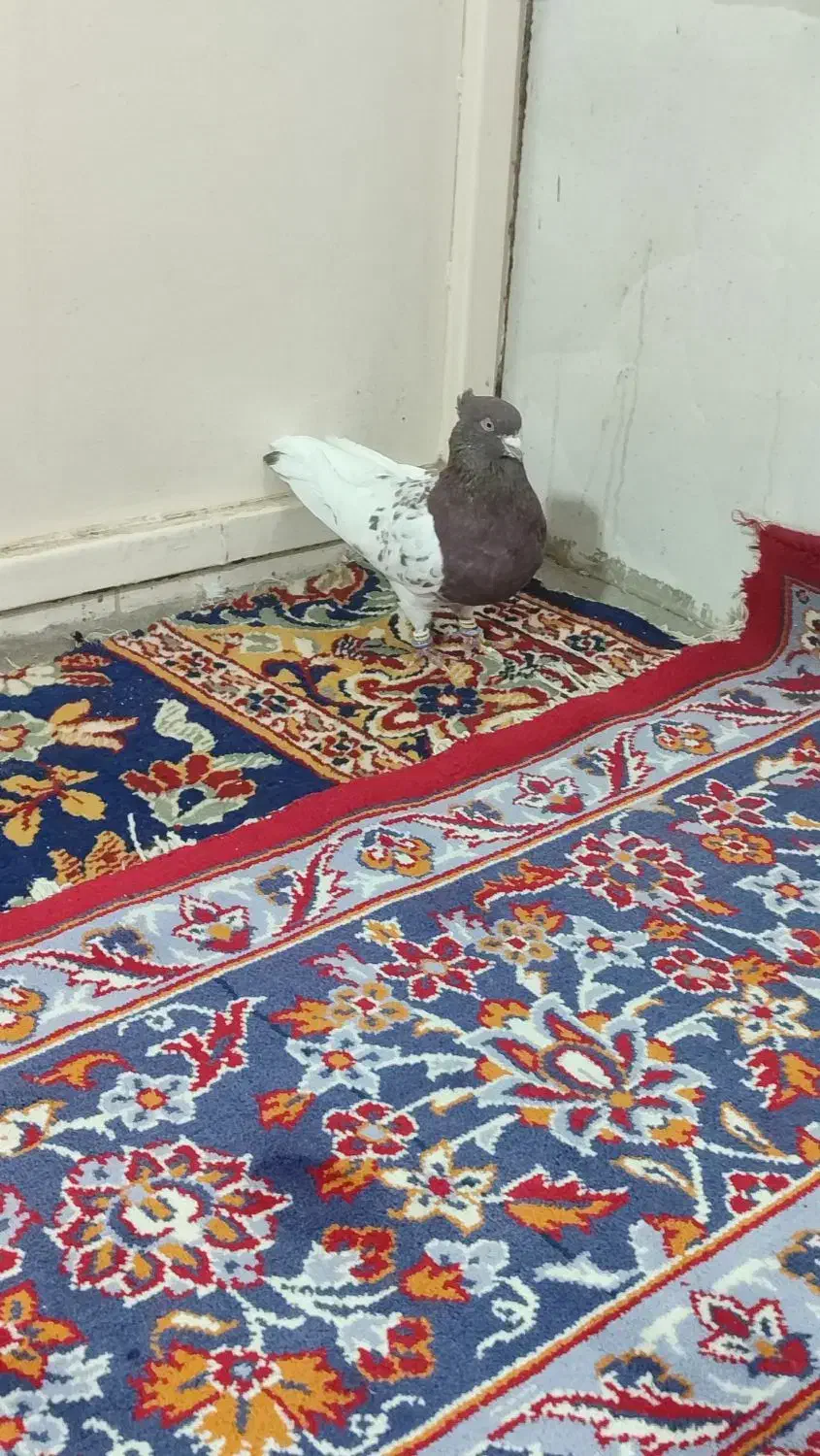 کبوتر|پرنده|بروجرد, |دیوار