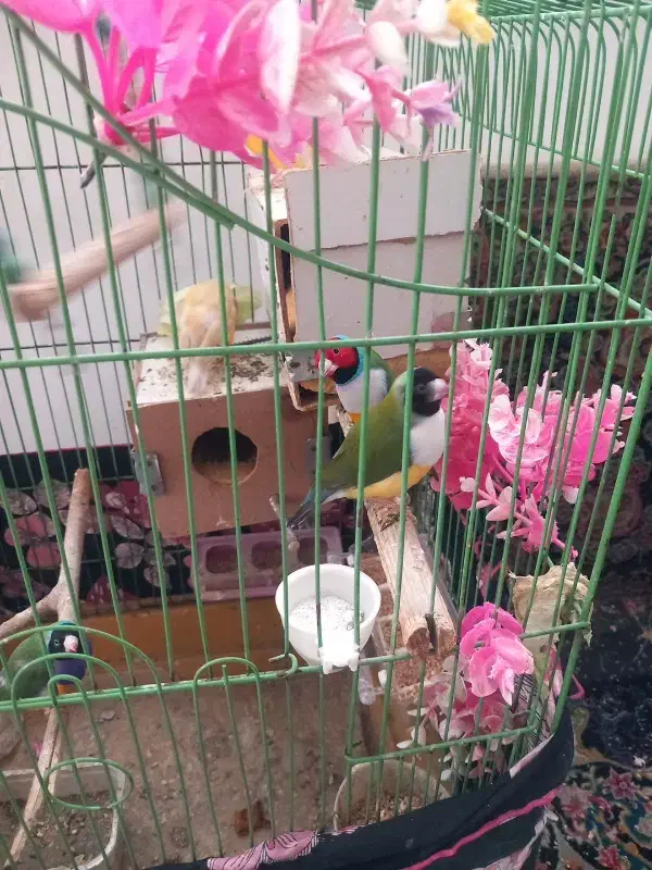 فنچ گلدین|پرنده|ری, شهرک نظامی|دیوار