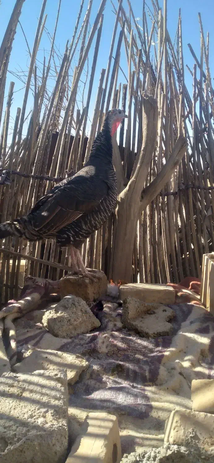 خروس و بوقلمون|حیوانات مزرعه|کهنوج, |دیوار