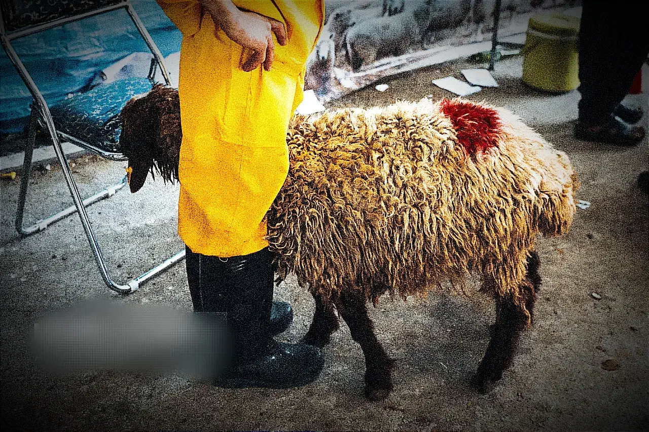 گوسفند چاق بره نرینه قلم ابی زنده تضمینی بشرط|حیوانات مزرعه|مشهد, عبادی|دیوار