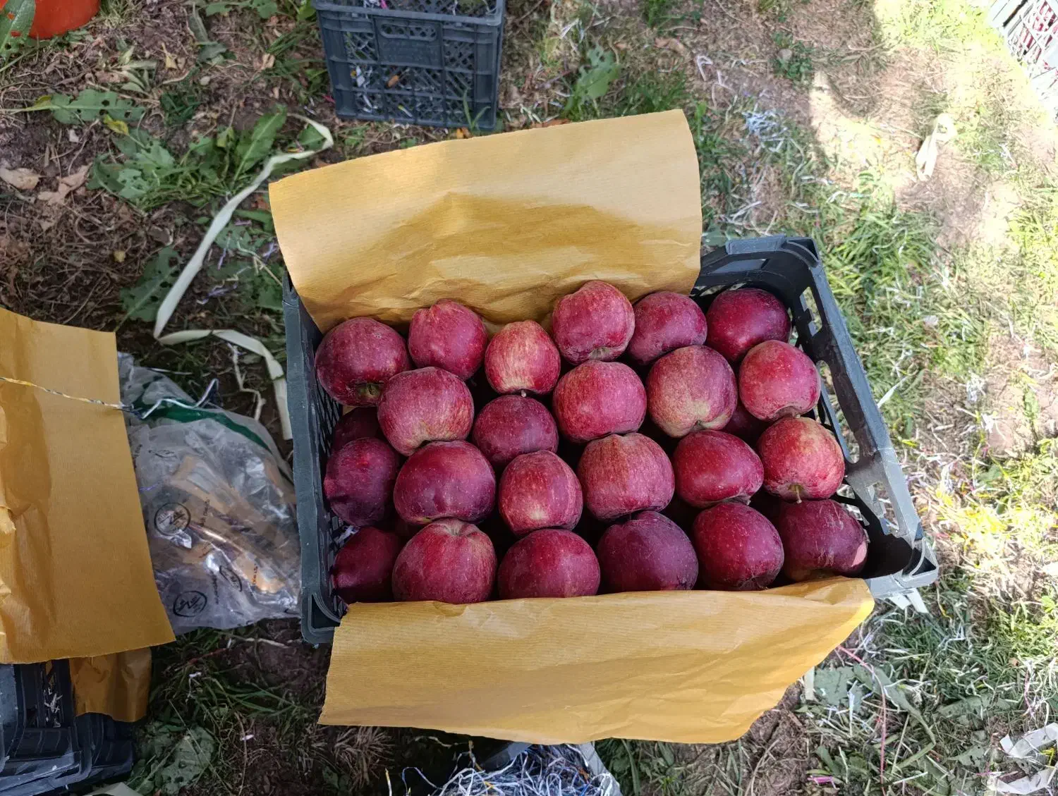 زمین دیم|فروش زمین و ملک کلنگی|سراجو, |دیوار