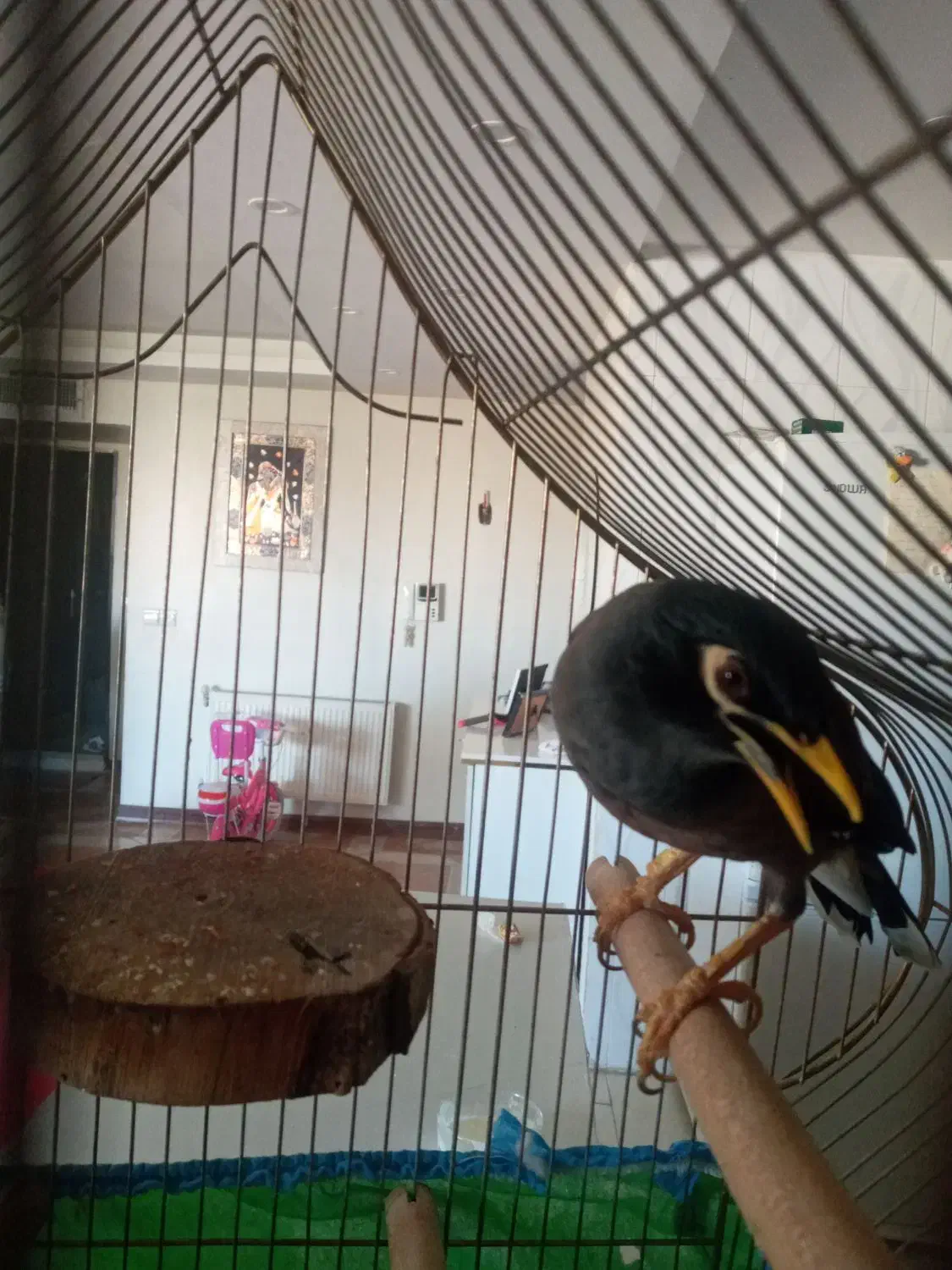 مینا|پرنده|شاهین‌شهر, طالقانی|دیوار