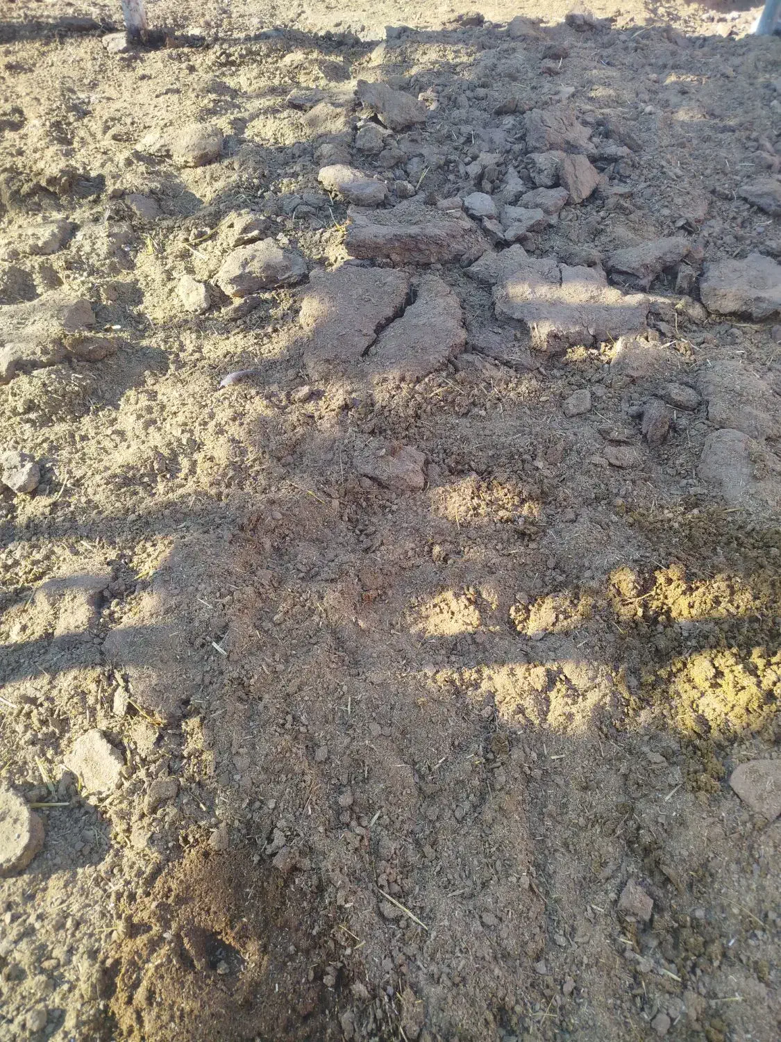 کود گاوی|خدمات باغبانی و درختکاری|رفسنجان, |دیوار