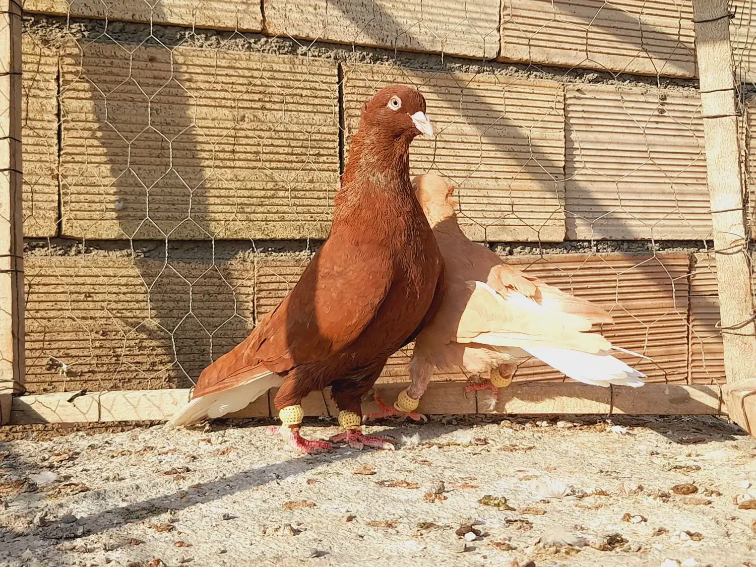 نروماده سرخ دم سفید زرد دم سفید اس اس|پرنده|مشهد, انقلاب|دیوار