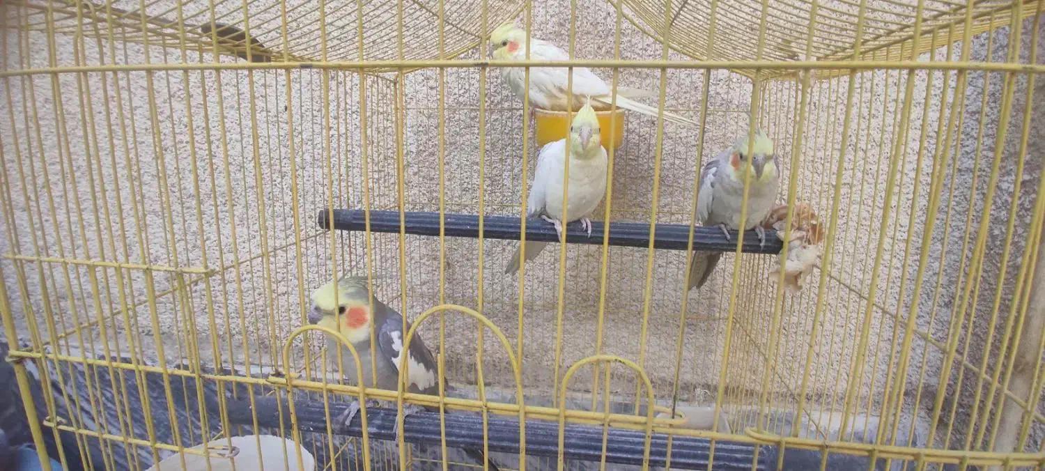 عروس هلندی|پرنده|بروجرد, |دیوار